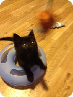 Domestic Shorthair Kitten for Sale in Monroe, Georgia - Popoki Domestic Shorthair Kitten for Sale in Monroe, Georgia - Popoki