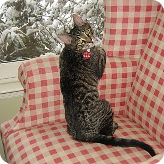 Domestic Shorthair Kitten for Sale in Hamilton, New Jersey - BUDDY & PETE - 2013 Domestic Shorthair Kitten for Sale in Hamilton, New Jersey - BUDDY & PETE - 2013