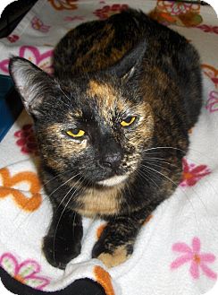 Domestic Shorthair Cat for Sale in Richmond, Virginia - Karla Domestic Shorthair Cat for Sale in Richmond, Virginia - Karla