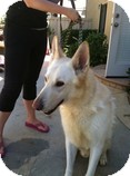 German Shepherd Dog Dog for Sale in La Mirada, California - Lance German Shepherd Dog Dog for Sale in La Mirada, California - Lance