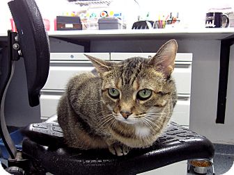 Domestic Shorthair Cat for Sale in Chicago, Illinois - Pella Domestic Shorthair Cat for Sale in Chicago, Illinois - Pella