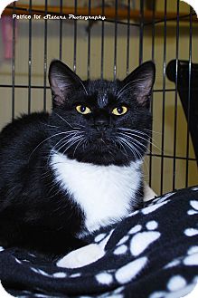 Domestic Shorthair Kitten for Sale in Lincoln, Nebraska - Sox Domestic Shorthair Kitten for Sale in Lincoln, Nebraska - Sox