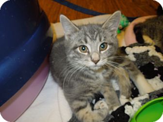 Domestic Shorthair Kitten for Sale in Medina, Ohio - Trudy Domestic Shorthair Kitten for Sale in Medina, Ohio - Trudy