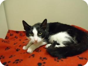 Domestic Shorthair Cat for Sale in Cleveland, Ohio - Maow Domestic Shorthair Cat for Sale in Cleveland, Ohio - Maow