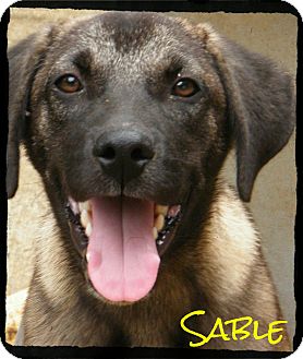 Shepherd (Unknown Type) Mix Puppy for Sale in cumberland, Rhode Island - Sable *Reduced Adoption Fee* Shepherd (Unknown Type) Mix Puppy for Sale in cumberland, Rhode Island - Sable *Reduced Adoption Fee*