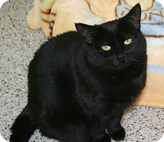 Domestic Shorthair Cat for Sale in Edmonton, Alberta - Whisper Domestic Shorthair Cat for Sale in Edmonton, Alberta - Whisper