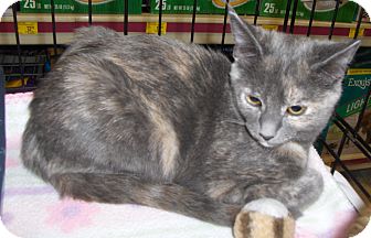 Domestic Shorthair Cat for Sale in Richmond, Virginia - Kimme Domestic Shorthair Cat for Sale in Richmond, Virginia - Kimme