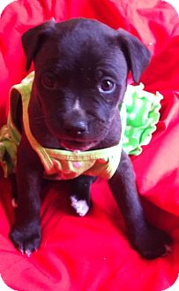 Labrador Retriever/Staffordshire Bull Terrier Mix Puppy for Sale in San Diego, California - Sweet DAISY Labrador Retriever/Staffordshire Bull Terrier Mix Puppy for Sale in San Diego, California - Sweet DAISY