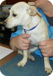 Dachshund/Chihuahua Mix Dog for Sale in Phoenix, Arizona - Coconut Dachshund/Chihuahua Mix Dog for Sale in Phoenix, Arizona - Coconut