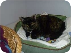 Domestic Shorthair Cat for Sale in Hamburg, New York - Heather Domestic Shorthair Cat for Sale in Hamburg, New York - Heather