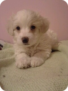 Lhasa Apso/Shih Tzu Mix Puppy for Sale in Van Nuys, California - Ringo Lhasa Apso/Shih Tzu Mix Puppy for Sale in Van Nuys, California - Ringo