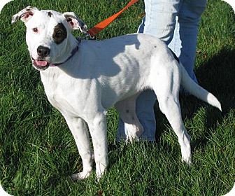 Dalmatian/Great Dane Mix Dog for Sale in Lisbon, Ohio - Lanie Dalmatian/Great Dane Mix Dog for Sale in Lisbon, Ohio - Lanie