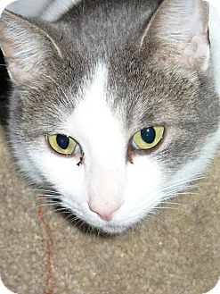 Domestic Shorthair Cat for Sale in Bentonville, Arkansas - Sabrina Domestic Shorthair Cat for Sale in Bentonville, Arkansas - Sabrina