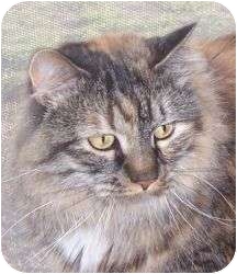 Maine Coon Cat for Sale in Andover, Kansas - Little Bit Maine Coon Cat for Sale in Andover, Kansas - Little Bit