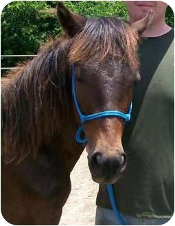 Other/Unknown/Tennessee Walking Horse Mix for Sale in Lyles, Tennessee - Rusty Other/Unknown/Tennessee Walking Horse Mix for Sale in Lyles, Tennessee - Rusty
