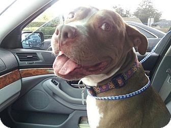 American Pit Bull Terrier Dog for Sale in San Diego, California - Breezy URGENT American Pit Bull Terrier Dog for Sale in San Diego, California - Breezy URGENT