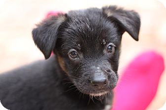 German Shepherd Dog Mix Puppy for Sale in Lighthouse Point, Florida - Penelope German Shepherd Dog Mix Puppy for Sale in Lighthouse Point, Florida - Penelope