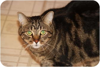 Domestic Shorthair Cat for Sale in Berkeley Hts, New Jersey - Geeter Domestic Shorthair Cat for Sale in Berkeley Hts, New Jersey - Geeter