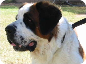 St. Bernard Dog for Sale in Glendale, Arizona - Angel St. Bernard Dog for Sale in Glendale, Arizona - Angel