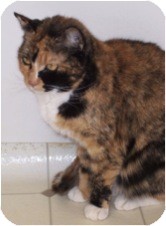 Domestic Shorthair Cat for Sale in El Cajon, California - Firecracker Domestic Shorthair Cat for Sale in El Cajon, California - Firecracker