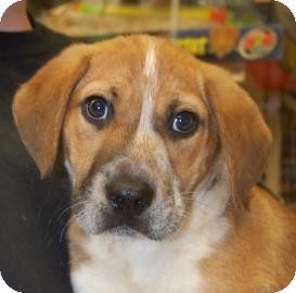 Shepherd (Unknown Type)/Beagle Mix Puppy for Sale in Brooklyn, New York - Kody Shepherd (Unknown Type)/Beagle Mix Puppy for Sale in Brooklyn, New York - Kody
