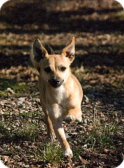Chihuahua/Terrier (Unknown Type, Small) Mix Dog for Sale in Greensboro, Georgia - lyndon- adopted! Chihuahua/Terrier (Unknown Type, Small) Mix Dog for Sale in Greensboro, Georgia - lyndon- adopted!