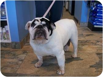 English Bulldog Dog for Sale in Gilbert, Arizona - Scarlett English Bulldog Dog for Sale in Gilbert, Arizona - Scarlett
