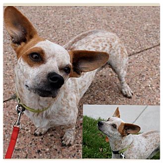 Corgi/Basset Hound Mix Dog for Sale in Westland, Michigan - Cinnamon Corgi/Basset Hound Mix Dog for Sale in Westland, Michigan - Cinnamon
