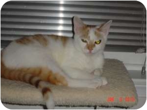 Domestic Shorthair Cat for Sale in Medford, New Jersey - Sonny Domestic Shorthair Cat for Sale in Medford, New Jersey - Sonny