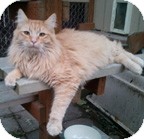 Domestic Mediumhair Cat for Sale in Anchorage, Alaska - Milo Domestic Mediumhair Cat for Sale in Anchorage, Alaska - Milo