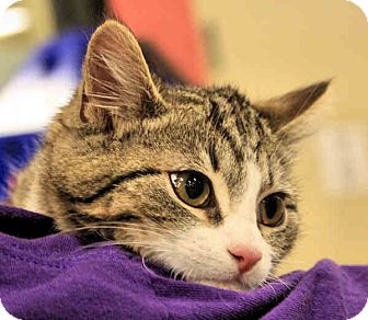 Domestic Shorthair Kitten for Sale in Morganton, North Carolina - Gidget Domestic Shorthair Kitten for Sale in Morganton, North Carolina - Gidget