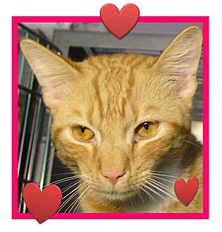 Domestic Shorthair Cat for Sale in El Cajon, California - Felix Domestic Shorthair Cat for Sale in El Cajon, California - Felix