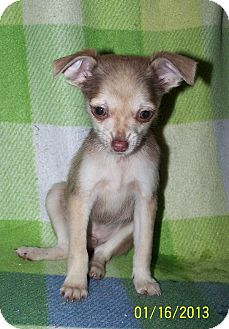 Pomeranian/Chihuahua Mix Puppy for Sale in Sussex, New Jersey - Weasel Pomeranian/Chihuahua Mix Puppy for Sale in Sussex, New Jersey - Weasel