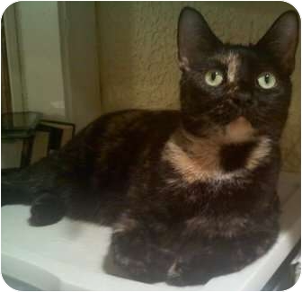 Domestic Shorthair Cat for Sale in Harrisburg, North Carolina - Sasha Domestic Shorthair Cat for Sale in Harrisburg, North Carolina - Sasha