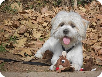 Wheaten Terrier/Bichon Frise Mix Dog for Sale in Chula Vista, California - Liberty Wheaten Terrier/Bichon Frise Mix Dog for Sale in Chula Vista, California - Liberty