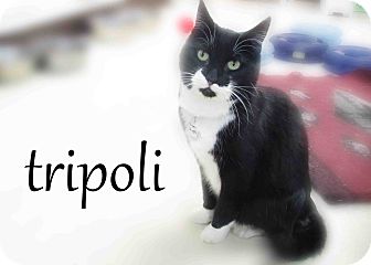 Domestic Mediumhair Cat for Sale in Hamilton, Montana - Tripoloi Domestic Mediumhair Cat for Sale in Hamilton, Montana - Tripoloi