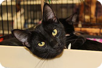 Domestic Mediumhair Kitten for Sale in santa monica, California - Midnight Domestic Mediumhair Kitten for Sale in santa monica, California - Midnight