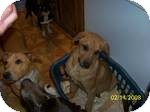Labrador Retriever/Hound (Unknown Type) Mix Puppy for Sale in Manchester, Connecticut - SISSY in manchester ct Labrador Retriever/Hound (Unknown Type) Mix Puppy for Sale in Manchester, Connecticut - SISSY in manchester ct
