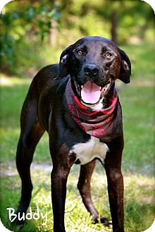Great Dane/Labrador Retriever Mix Dog for Sale in Wilmington, Delaware - Buddy Great Dane/Labrador Retriever Mix Dog for Sale in Wilmington, Delaware - Buddy