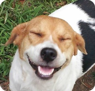 Beagle Mix Dog for Sale in Conway, Arkansas - Lucy Lu Beagle Mix Dog for Sale in Conway, Arkansas - Lucy Lu