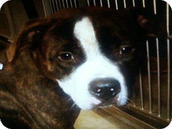 American Pit Bull Terrier Dog for Sale in Carey, Ohio - bUTCH American Pit Bull Terrier Dog for Sale in Carey, Ohio - bUTCH