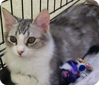 Domestic Shorthair Cat for Sale in Modesto, California - Lacy Domestic Shorthair Cat for Sale in Modesto, California - Lacy