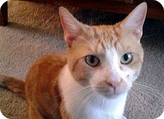 Domestic Mediumhair Cat for Sale in Alexandria, Virginia - Cody Domestic Mediumhair Cat for Sale in Alexandria, Virginia - Cody
