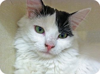 Domestic Longhair Kitten for Sale in Riverhead, New York - Puff Domestic Longhair Kitten for Sale in Riverhead, New York - Puff