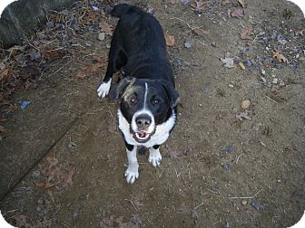 Border Collie/Labrador Retriever Mix Dog for Sale in Southern, Maine - Teddy-URGENT Border Collie/Labrador Retriever Mix Dog for Sale in Southern, Maine - Teddy-URGENT