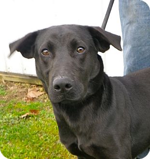 Labrador Retriever/Flat-Coated Retriever Mix Dog for Sale in Brookville, Indiana - Gemini Labrador Retriever/Flat-Coated Retriever Mix Dog for Sale in Brookville, Indiana - Gemini