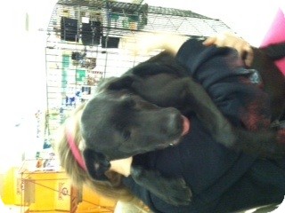 Labrador Retriever Mix Puppy for Sale in Shirley, New York - Roxy Labrador Retriever Mix Puppy for Sale in Shirley, New York - Roxy