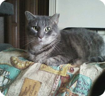 Domestic Shorthair Cat for Sale in Warminster, Pennsylvania - Larry Domestic Shorthair Cat for Sale in Warminster, Pennsylvania - Larry