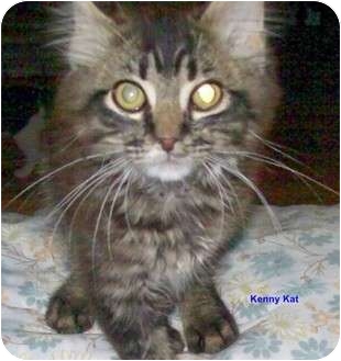 Maine Coon Cat for Sale in McMinnville, Tennessee - Kenny Kat Maine Coon Cat for Sale in McMinnville, Tennessee - Kenny Kat