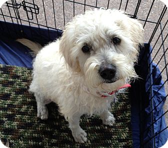 Terrier (Unknown Type, Small)/Border Terrier Mix Dog for Sale in Chandler, Arizona - Jasper Terrier (Unknown Type, Small)/Border Terrier Mix Dog for Sale in Chandler, Arizona - Jasper